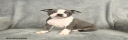 Boston Terrier dogs for sale: Blake - Ad 2