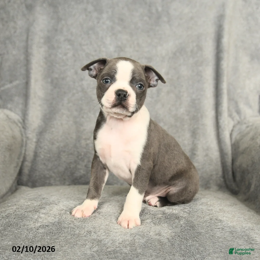 Boston Terrier dogs for sale: Blake - Ad 2