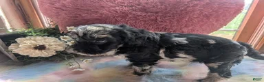Labradoodle 5