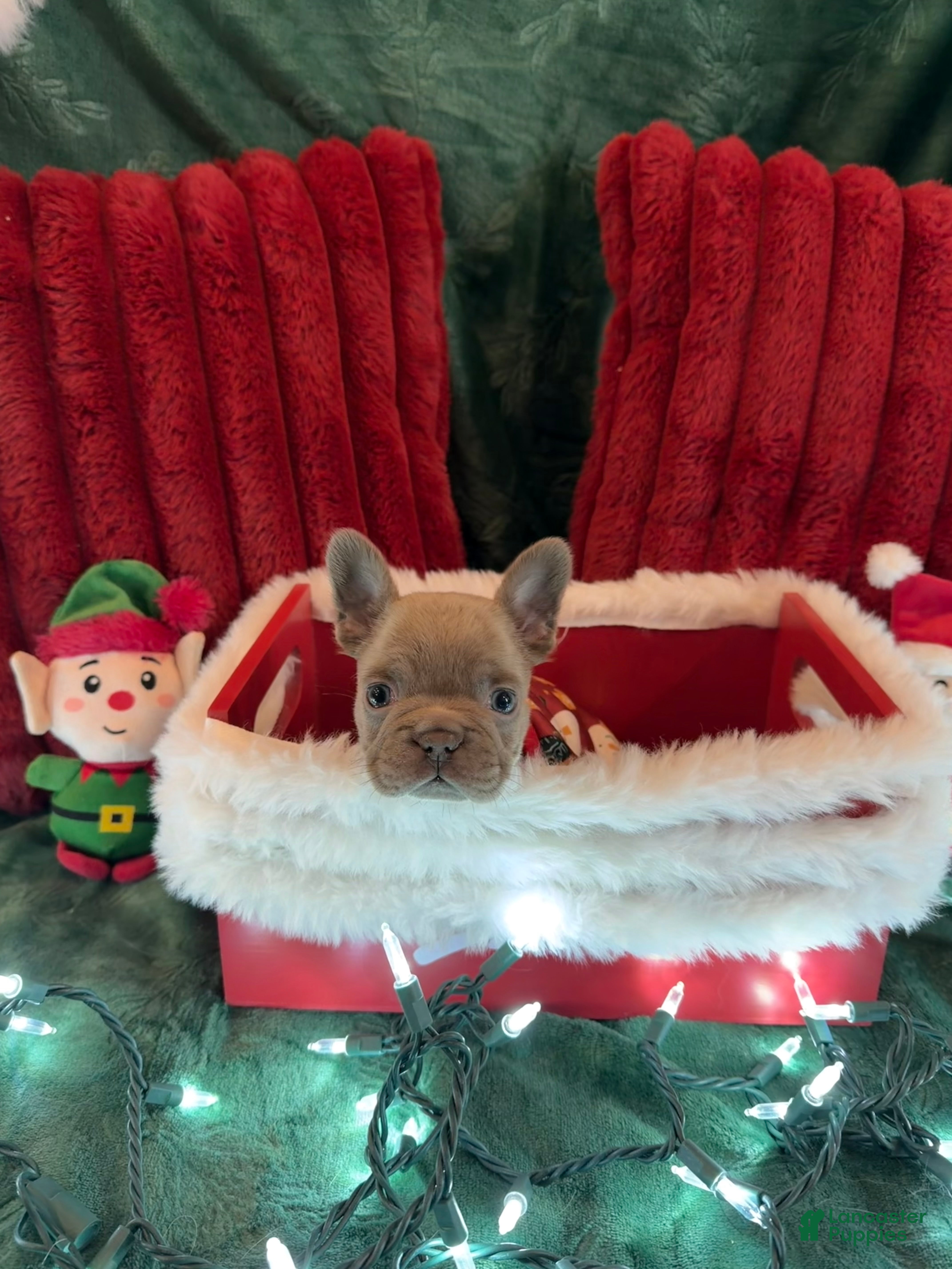 French Bulldog dogs Casper - Ad 27