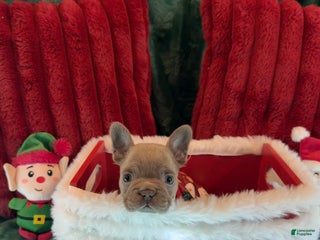 French Bulldog dogs Casper - Ad 27