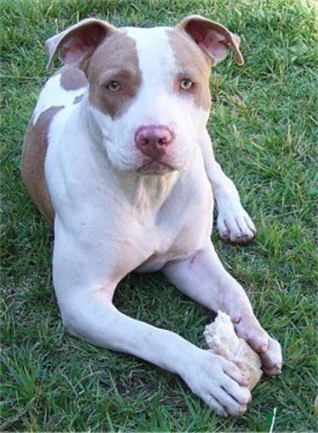 American Pit Bull Terrier dogs for sale: Racks - Ad 7