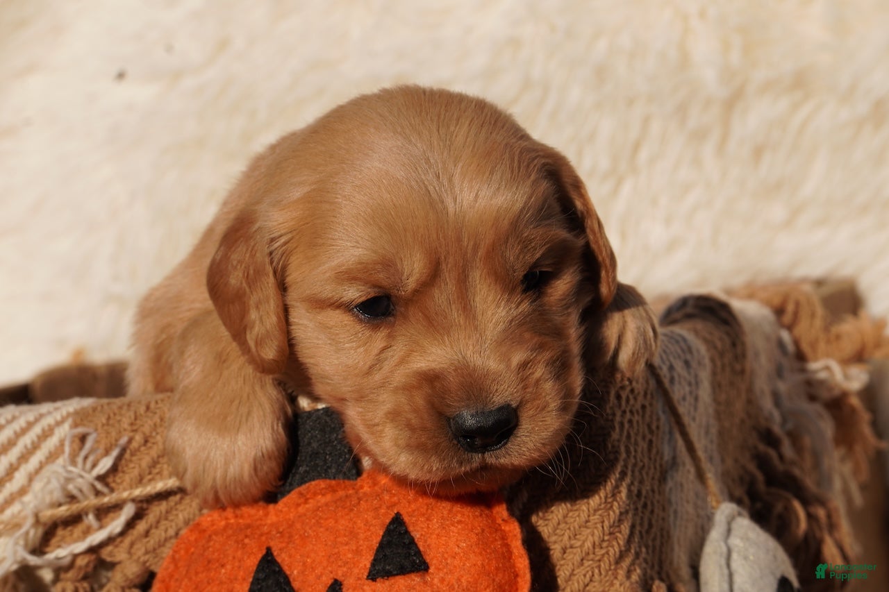 Golden Retriever dogs Ben - AKC, Genetically Clear - Ad 1