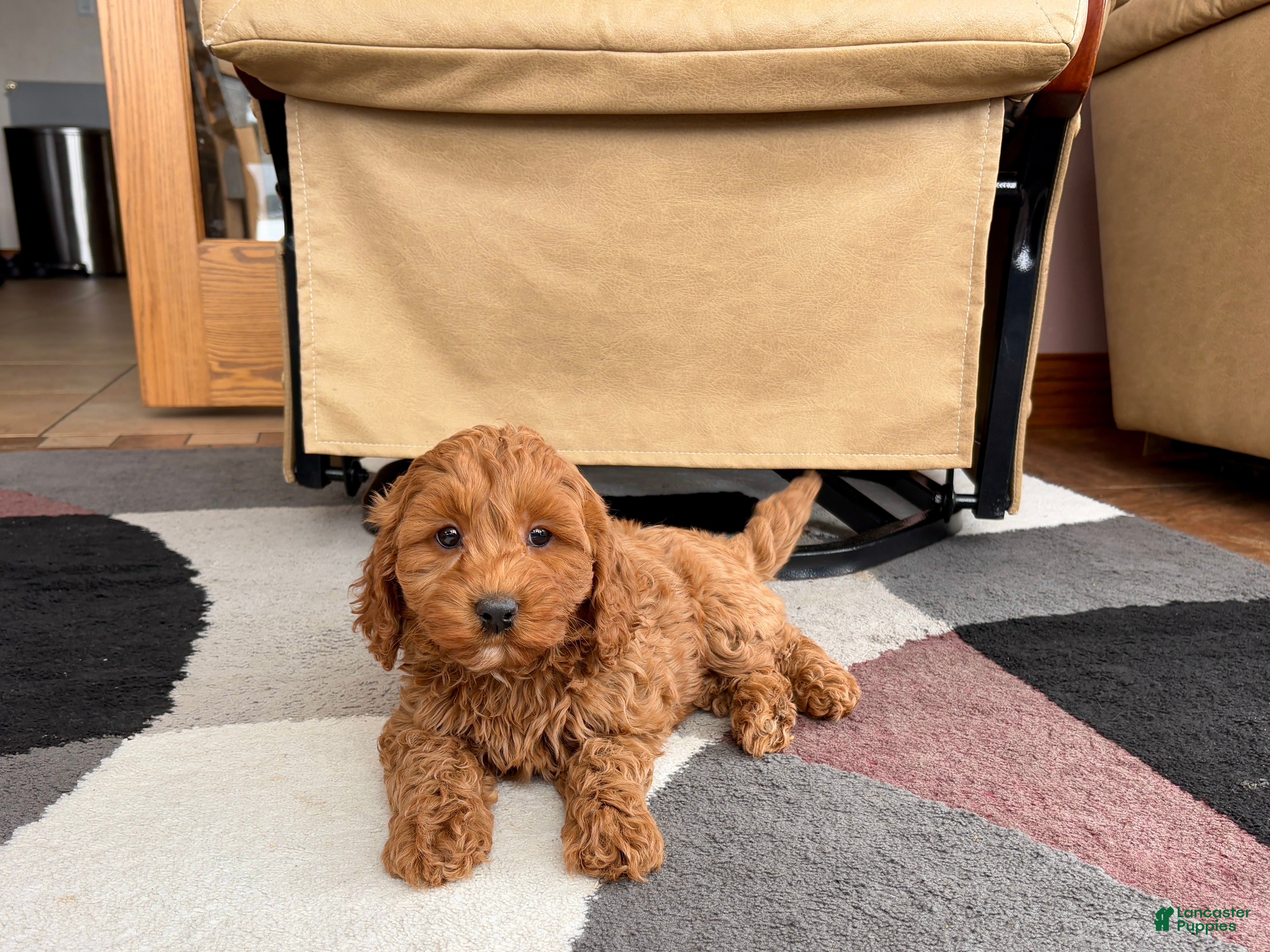 Cockapoo dogs Cockapoo female 2 - Ad 10