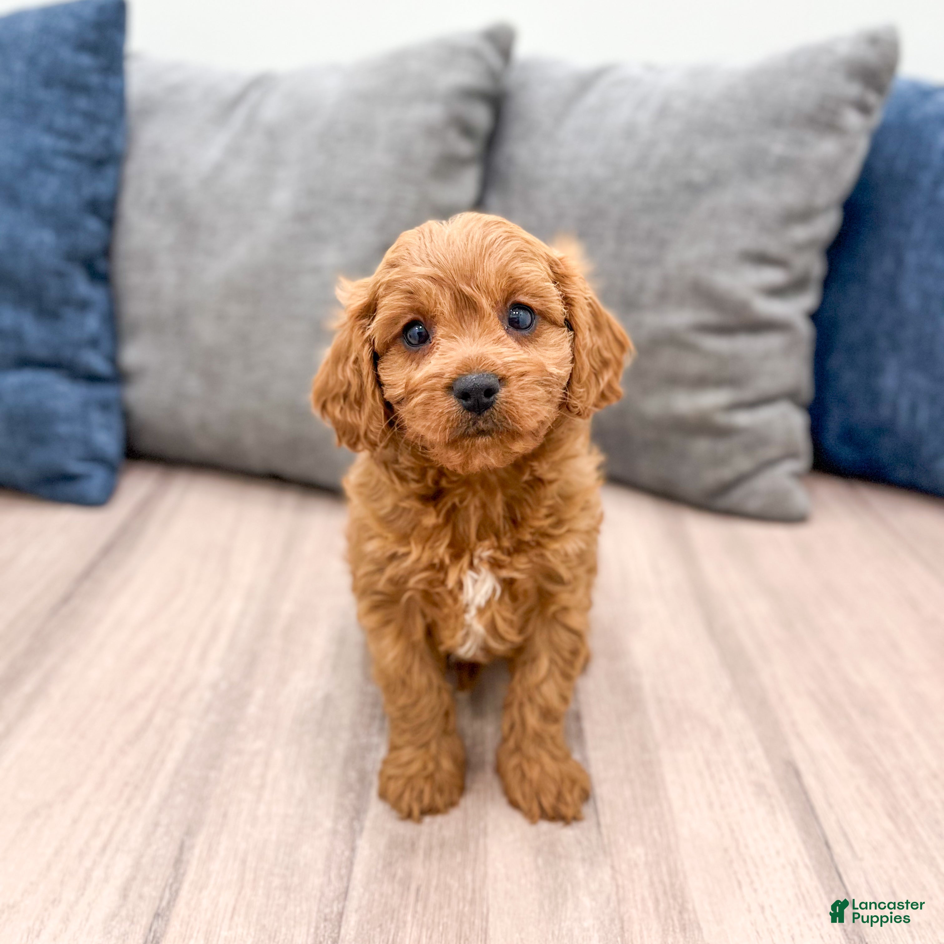 Cavapoo dogs Brooklyn - Ad 10