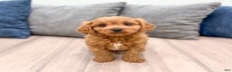 Cavapoo dogs for sale: Brooklyn - Ad 1