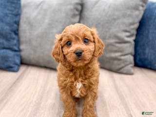 Cavapoo dogs Brooklyn - Ad 9