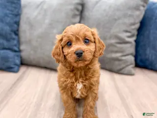 Cavapoo dogs Brooklyn - Ad 15