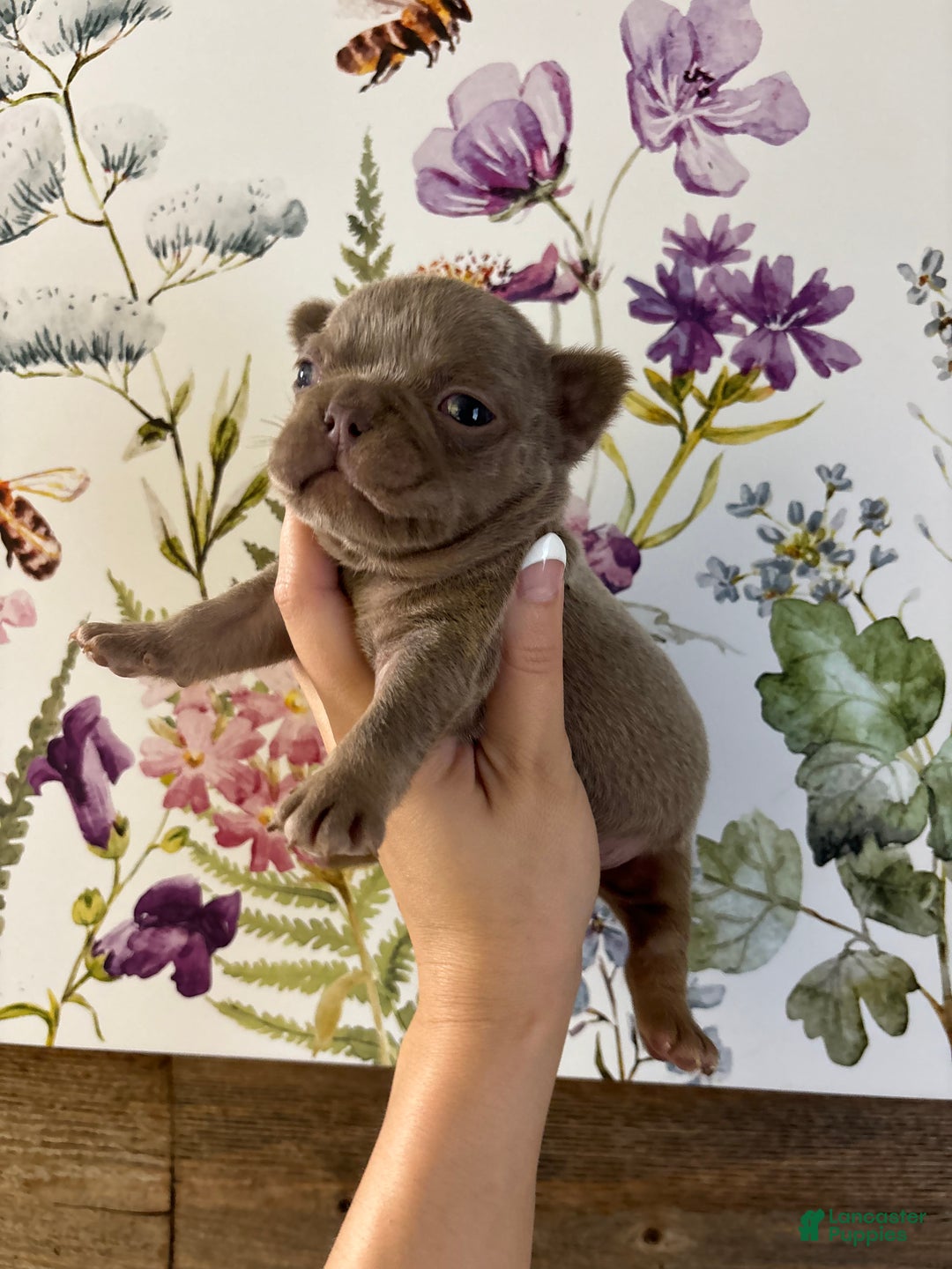 French Bulldog dogs for sale: Scarecrow - Ad 2