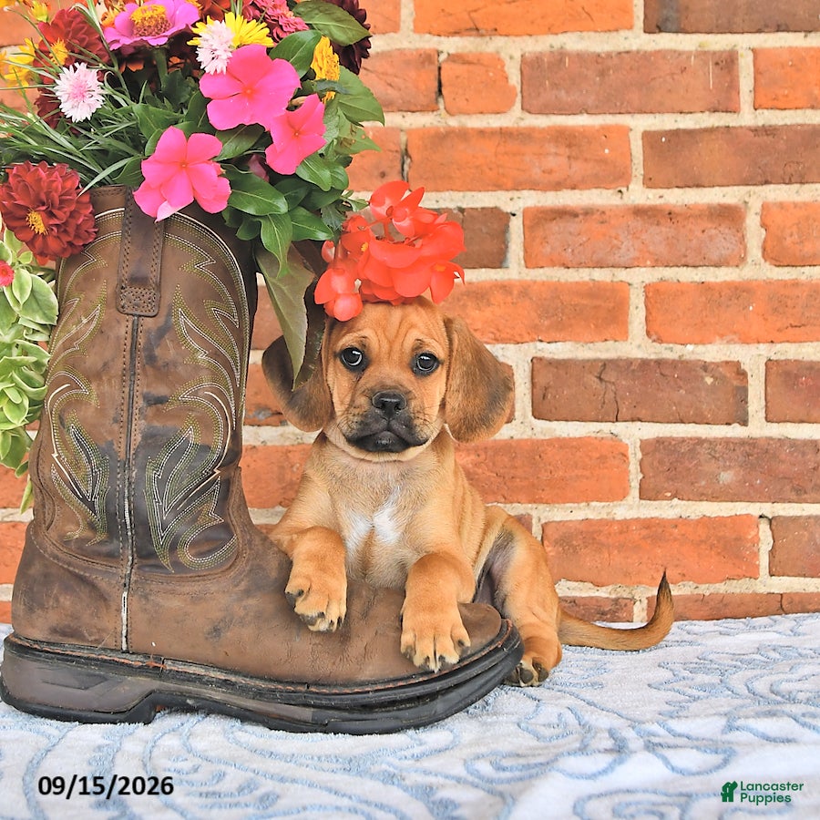 Puggle dogs Sunnie - Ad 1