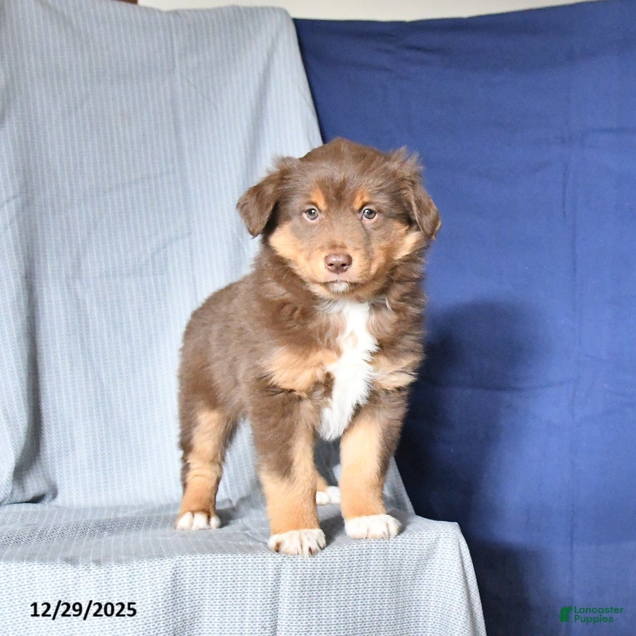 Australian Shepherd dogs Rosie - Ad 40