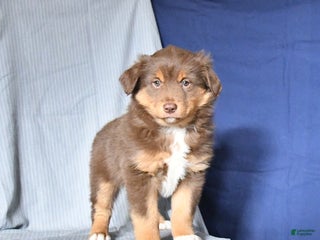 Australian Shepherd dogs Rosie - Ad 35