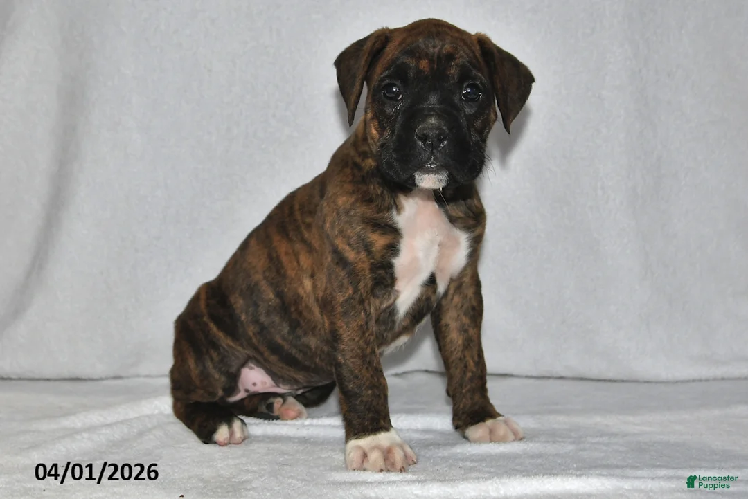 Boxer dogs for sale: Maverick - Ad 1