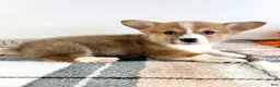 Welsh Corgi Pembroke dogs for sale: CKC Rio - Ad 4