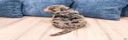 Mixed Breed dogs for sale: Nash - Ad 5