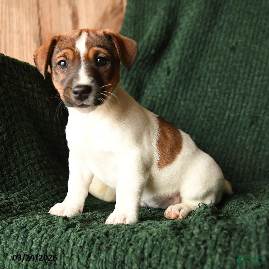 Jack Russell Terrier dogs Latte - Ad 1