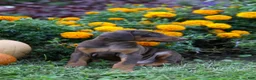 Doberman Pinscher dogs for sale: RIO - Ad 8
