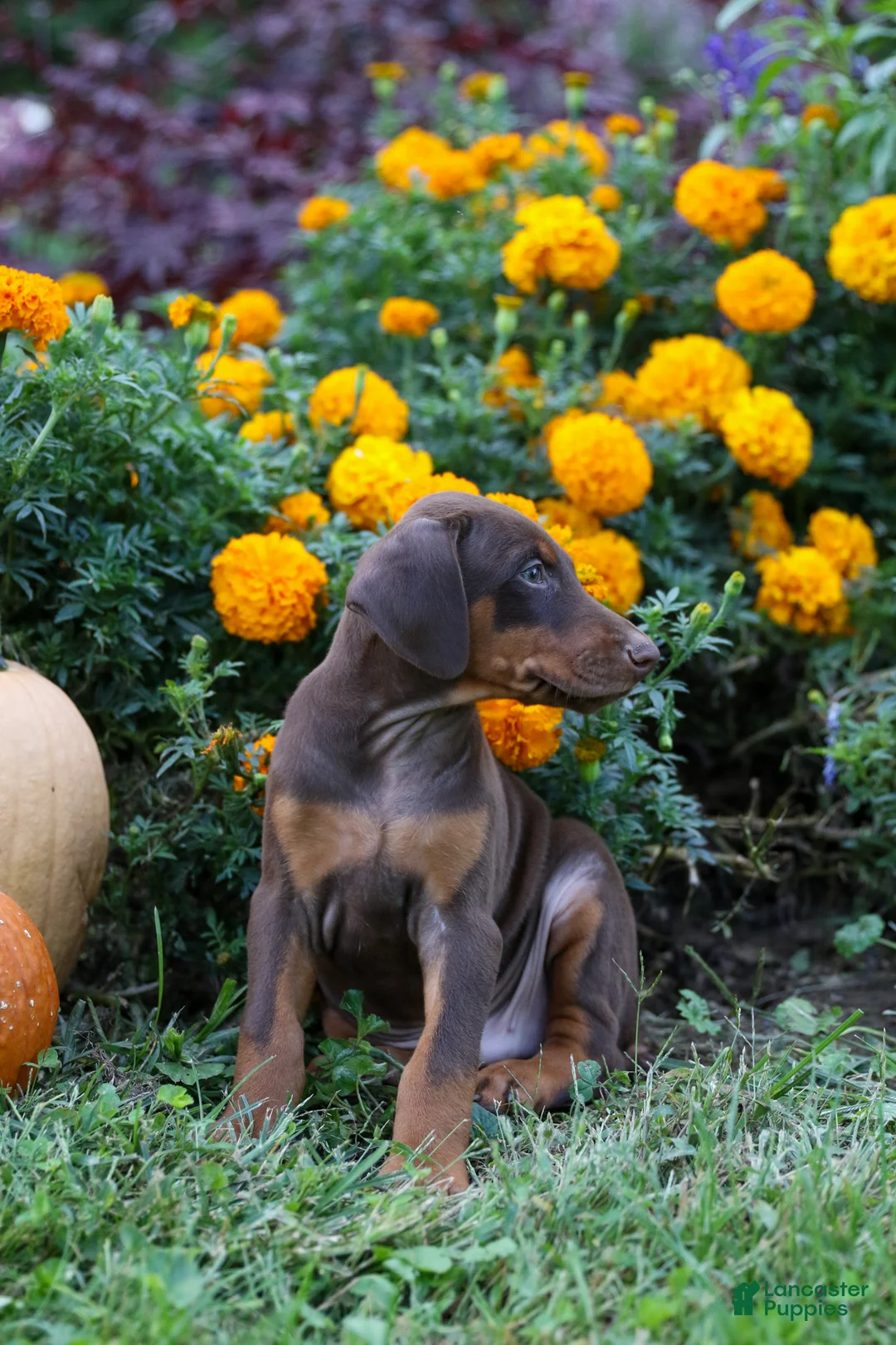 Doberman Pinscher dogs for sale: RIO - Ad 8