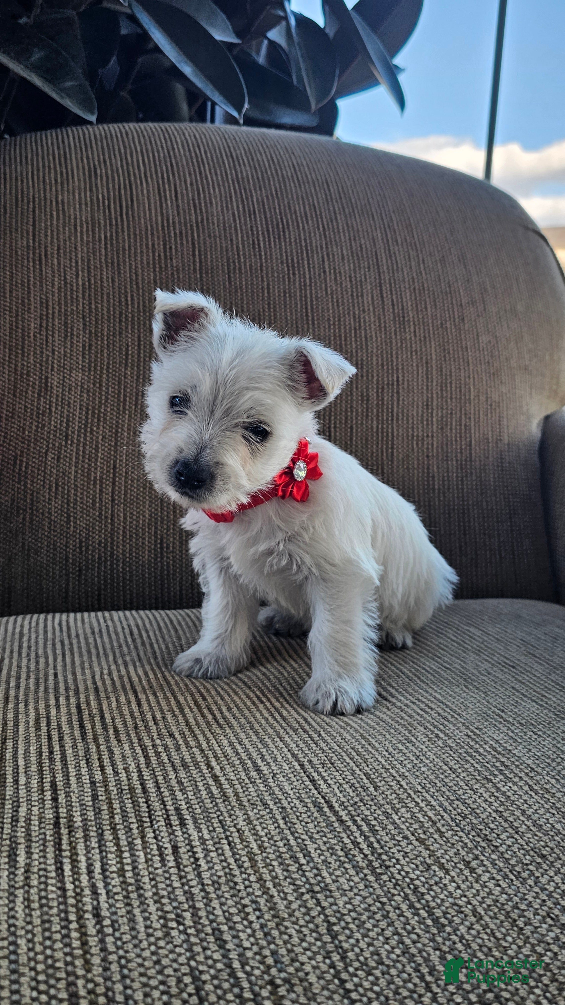 West Highland Terrier dogs Tilley - Ad 2