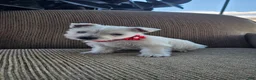 West Highland Terrier dogs for sale: Tilley - Ad 2