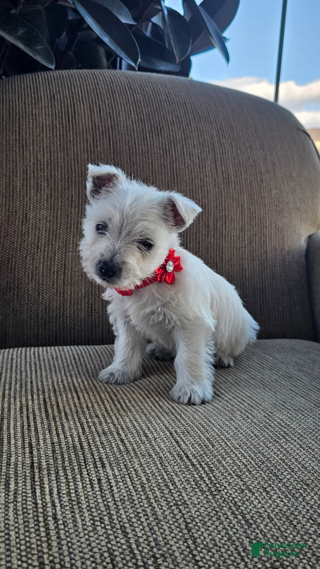 West Highland Terrier dogs for sale: Tilley - Ad 2