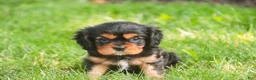 Cavalier King Charles Spaniel dogs for sale: Leroy Cavalier King Charles Spaniel  - Ad 2
