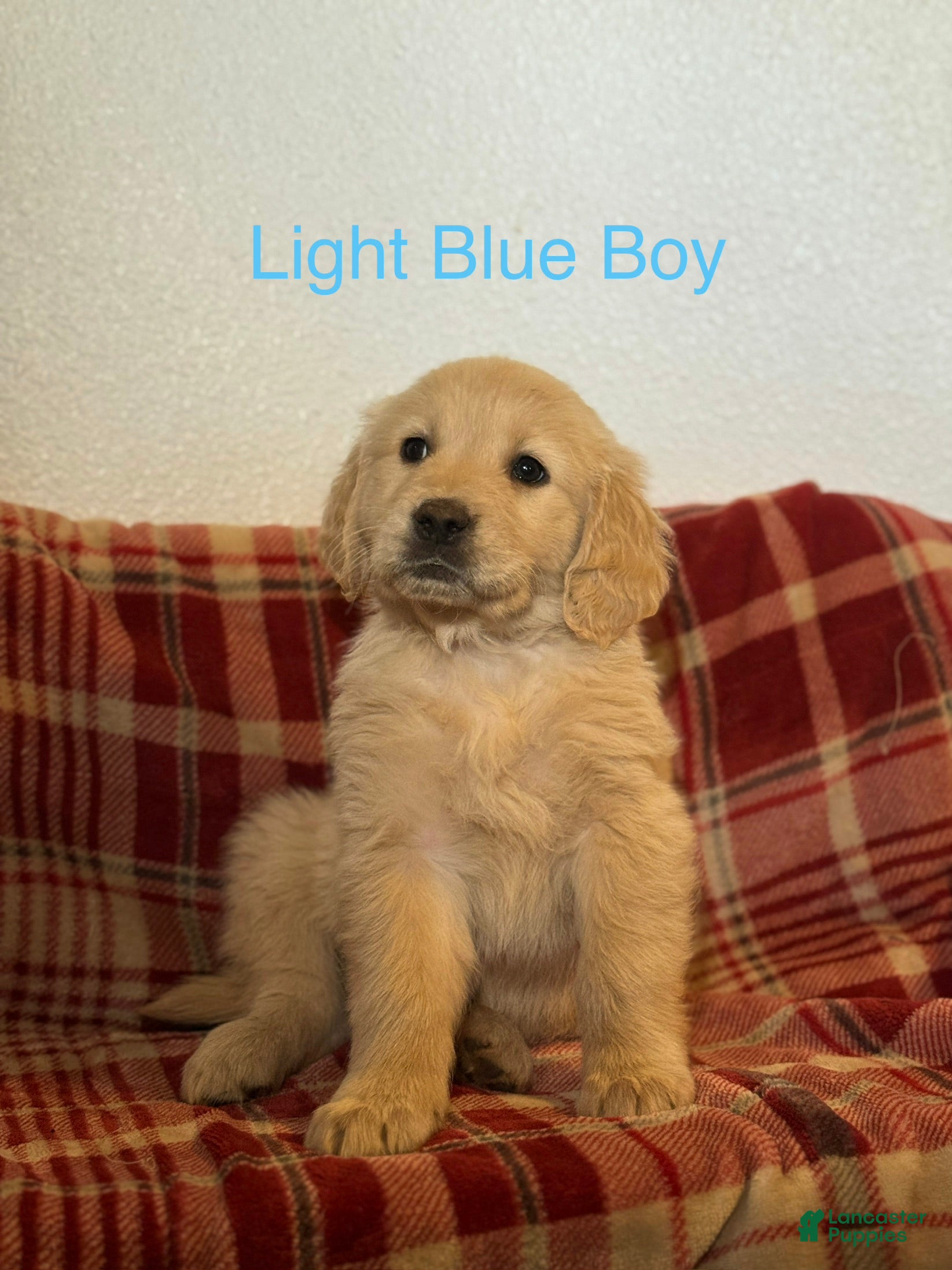 Golden Retriever dogs Light Blue Collar Male - Ad 1