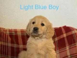 Golden Retriever dogs Light Blue Collar Male - Ad 1