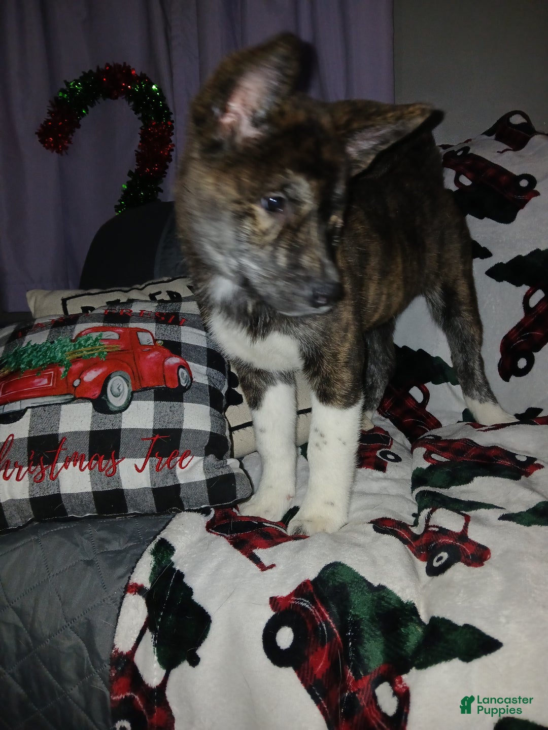 Akita dogs for sale: Astra - Ad 6