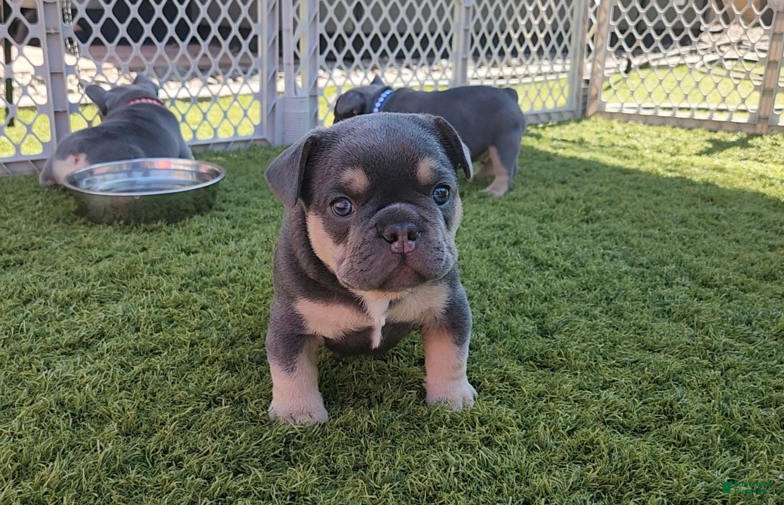 French Bulldog dogs for sale: French Bulldog Green Pup - Ad 1