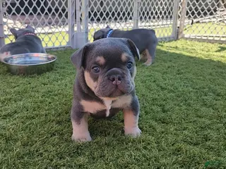 French Bulldog dogs French Bulldog Green Pup - Ad 42