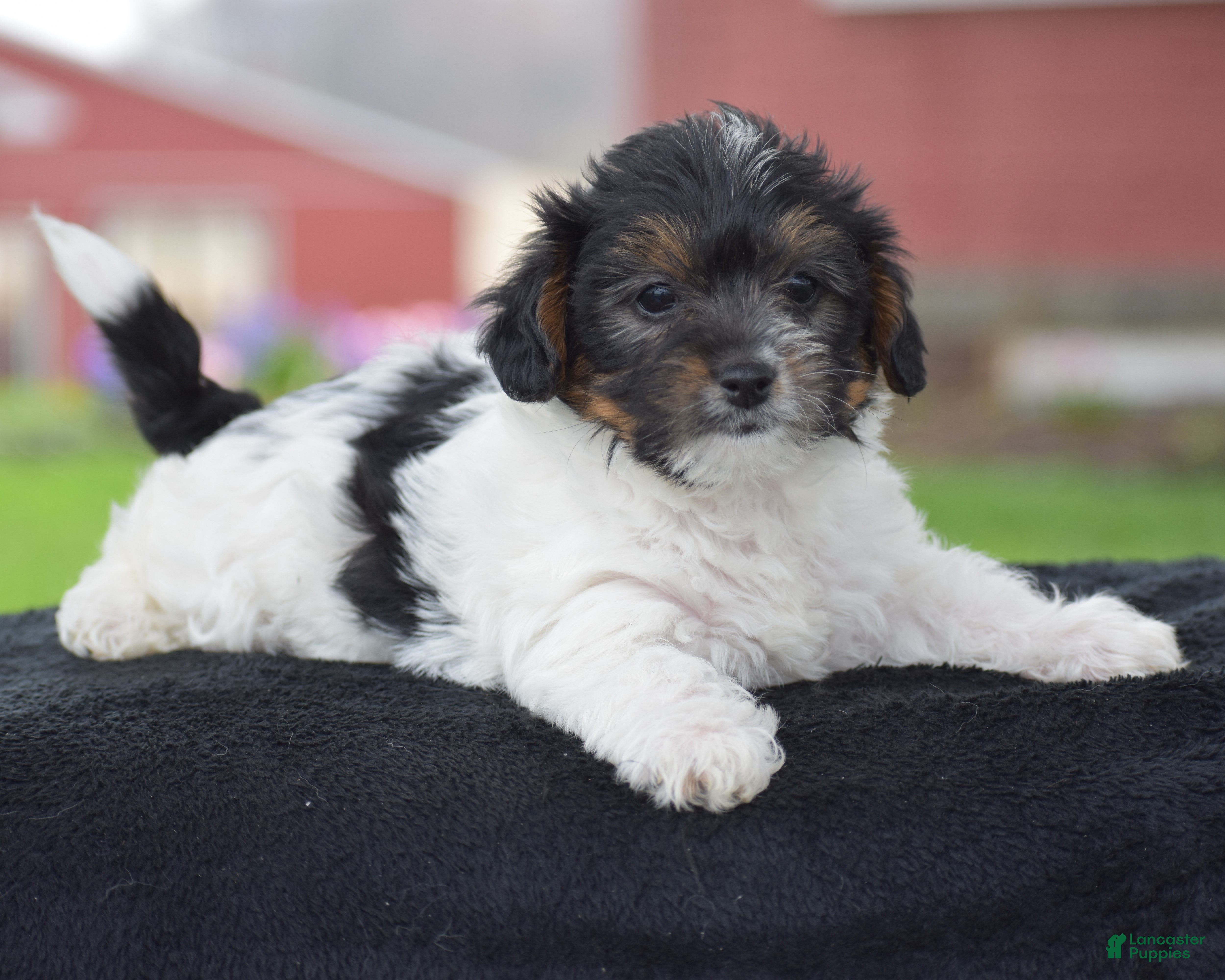 Yorkiepoo dogs Vicki - Ad 1