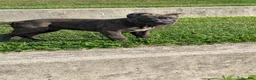 Cane Corso dogs for sale: Ceres - Ad 8