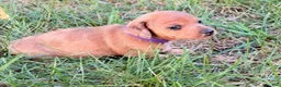 Miniature Dachshund dogs for sale: Girl 1 - Ad 5