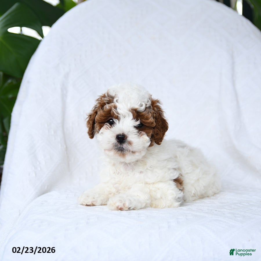 Mini Goldendoodle dogs Truffles - Ad 1