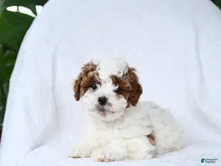 Mini Goldendoodle dogs for sale: Truffles - Ad 1