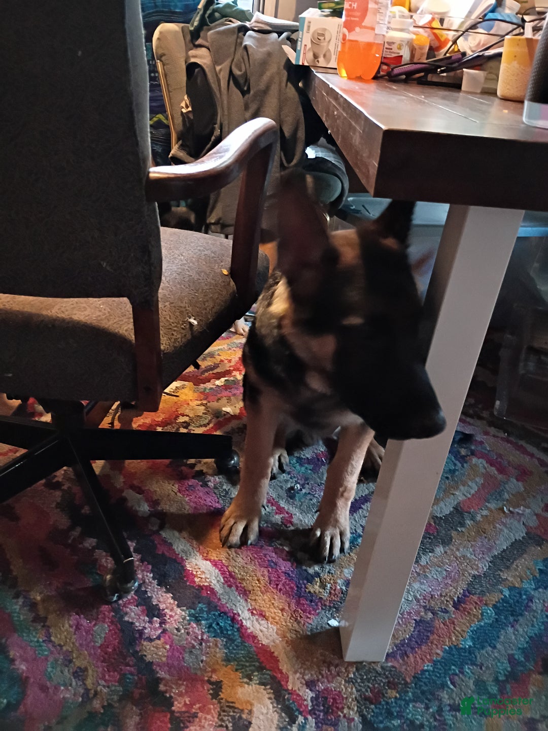 German Shepherd dogs for sale: German Shepherd Puppy 1 - Ad 5