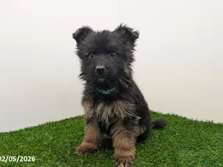 German Shepherd dogs Mason - Ad 2