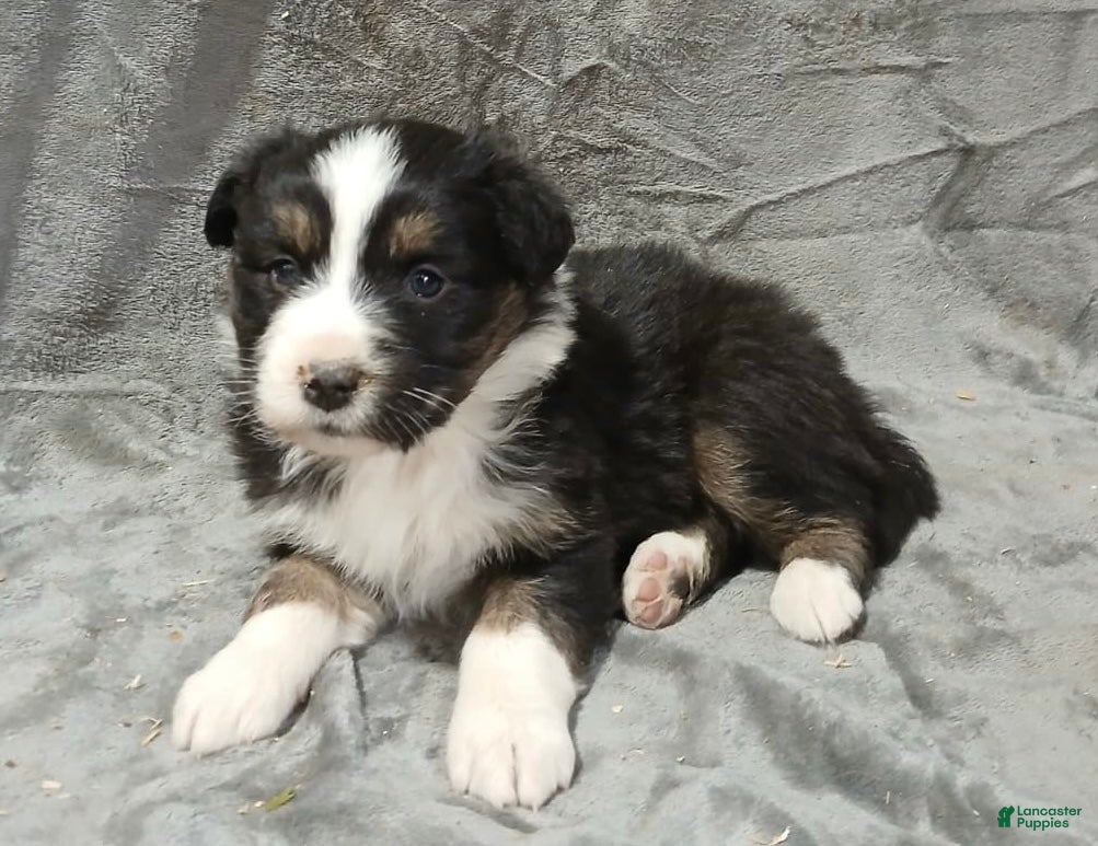 Australian Shepherd dogs Tara - Ad 2