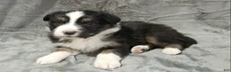 Australian Shepherd dogs for sale: Tara - Ad 2