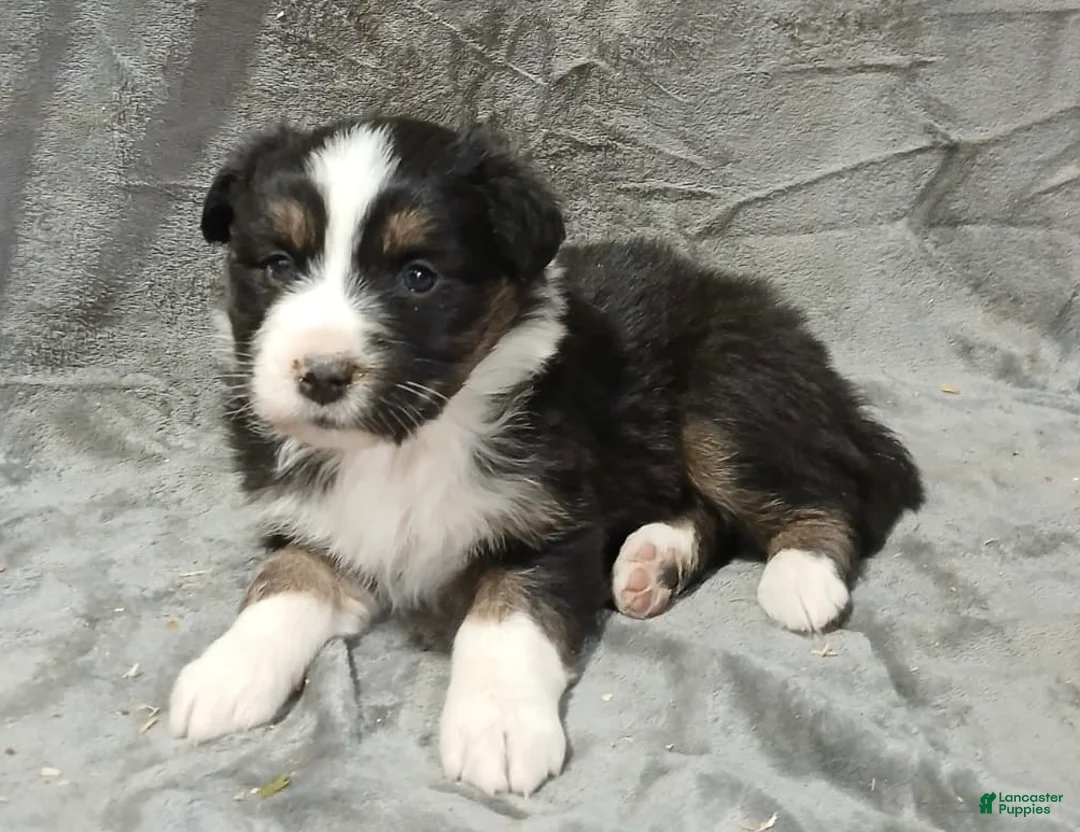 Australian Shepherd dogs for sale: Tara - Ad 2
