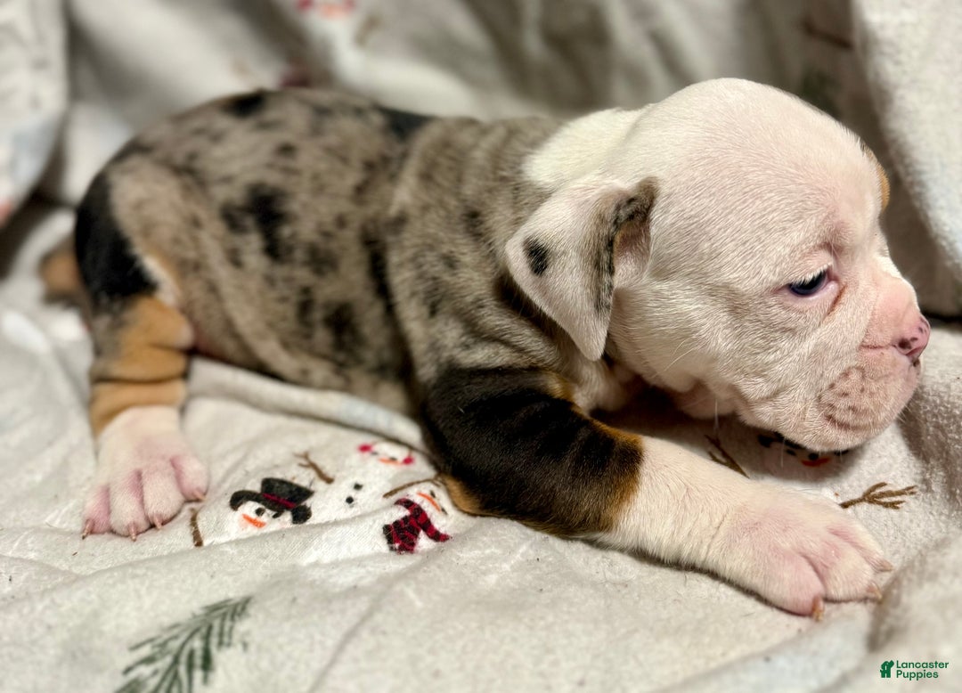 Olde English Bulldogge dogs for sale: Alexandria - Ad 6