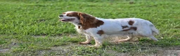 Cavalier King Charles Spaniel dogs for sale: Beulah - Ad 4