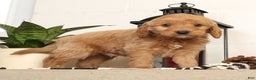 Mini Goldendoodle dogs for sale: Murphy - Ad 5