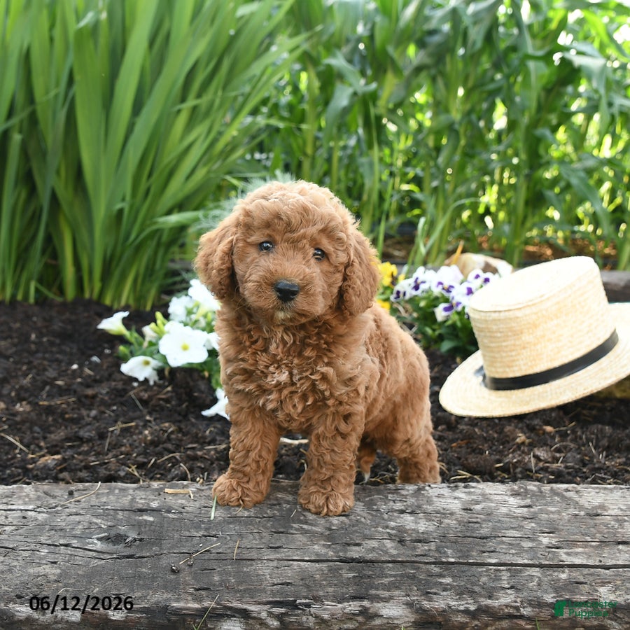Miniature Poodle dogs Nova - Ad 2
