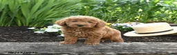 Miniature Poodle dogs for sale: Nova - Ad 2