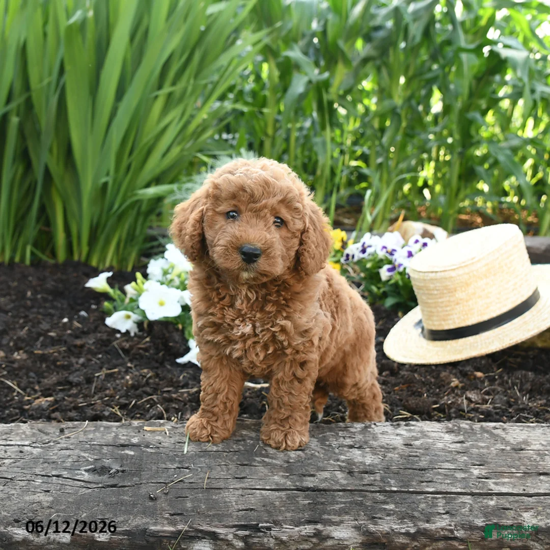 Miniature Poodle dogs for sale: Nova - Ad 2