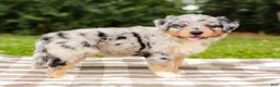 Aussiedoodle dogs for sale: Addie Standard Sized - Ad 9
