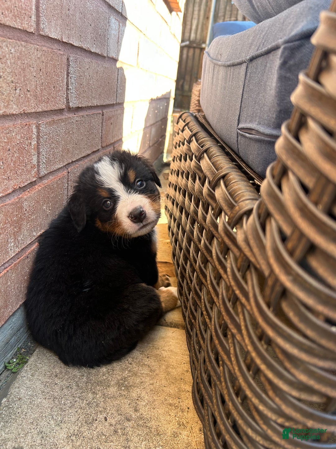 Bernese Mountain Dog dogs for sale: Bernese Mountain Dog Puppy 4 - Ad 1