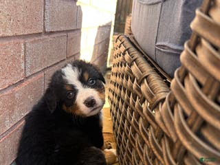Bernese Mountain Dog dogs Bernese Mountain Dog Puppy 4 - Ad 4